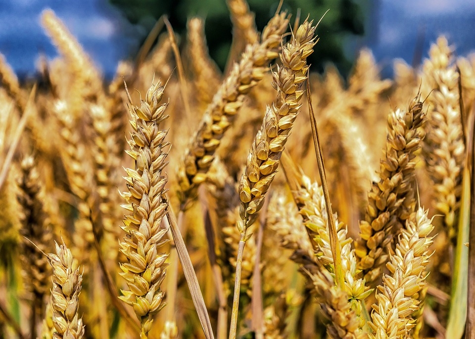 Buğday Tohum Çeşitleri ve Özellikleri