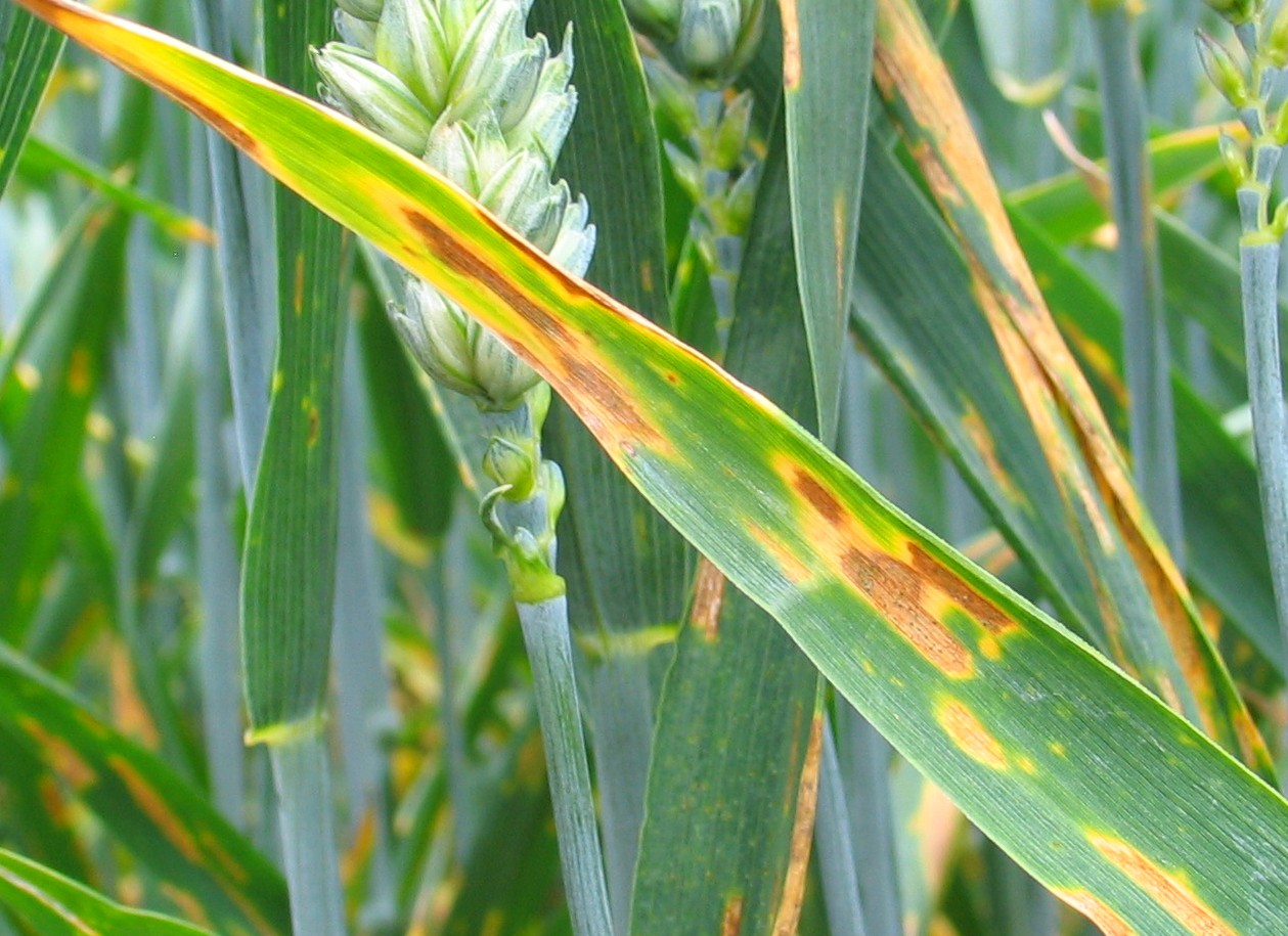 Buğday Septorya Hastalığı